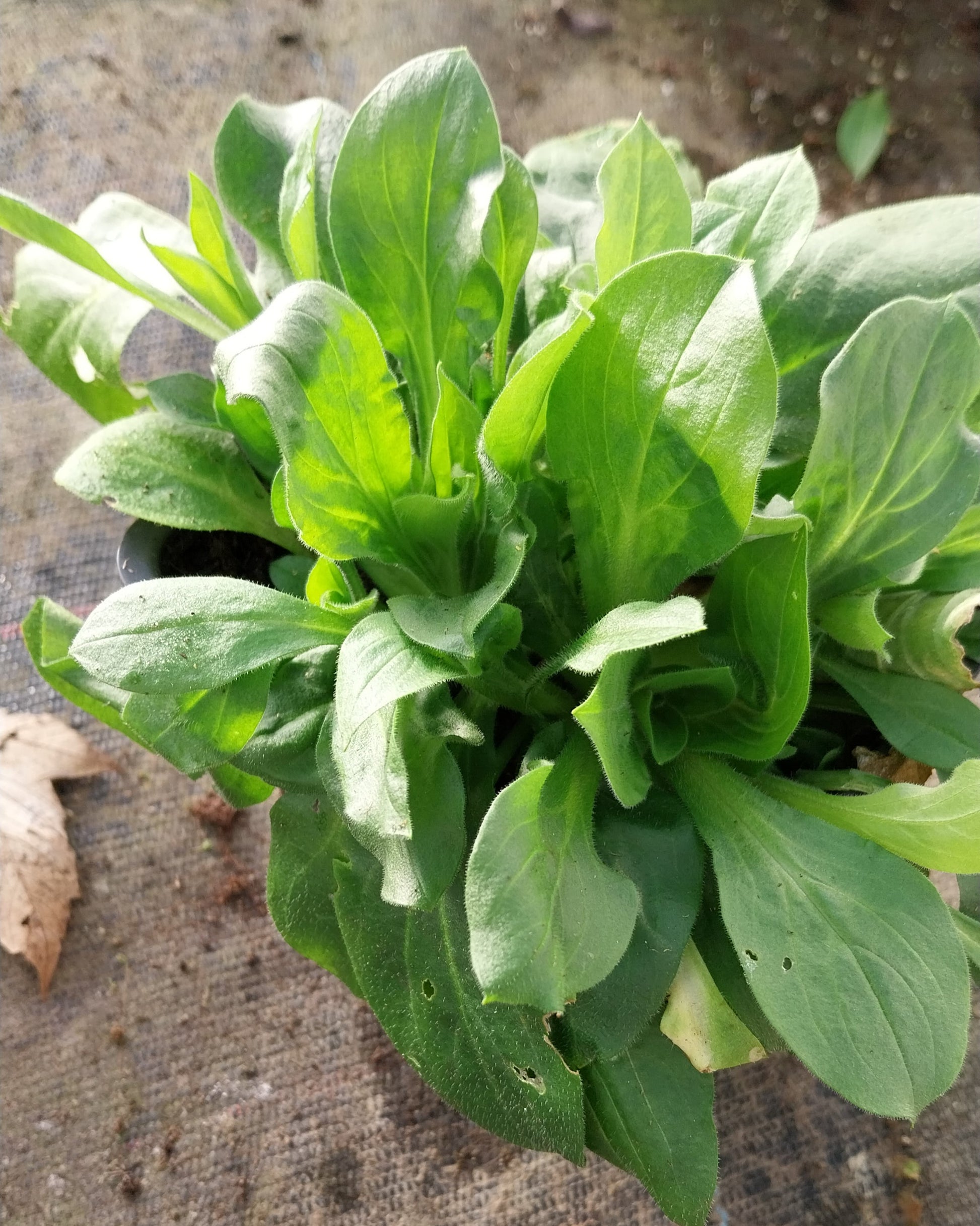 Silene dioica Rotblühende Lichtnelke im Topf