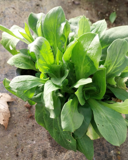 Silene dioica Rotblühende Lichtnelke im Topf