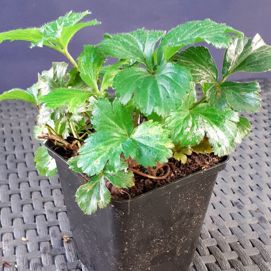 Waldsteinia ternata Waldsteinie Dreiblatt Golderdbeere im Topf