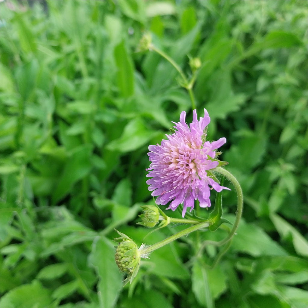  Wiesen-Witwenblume 
