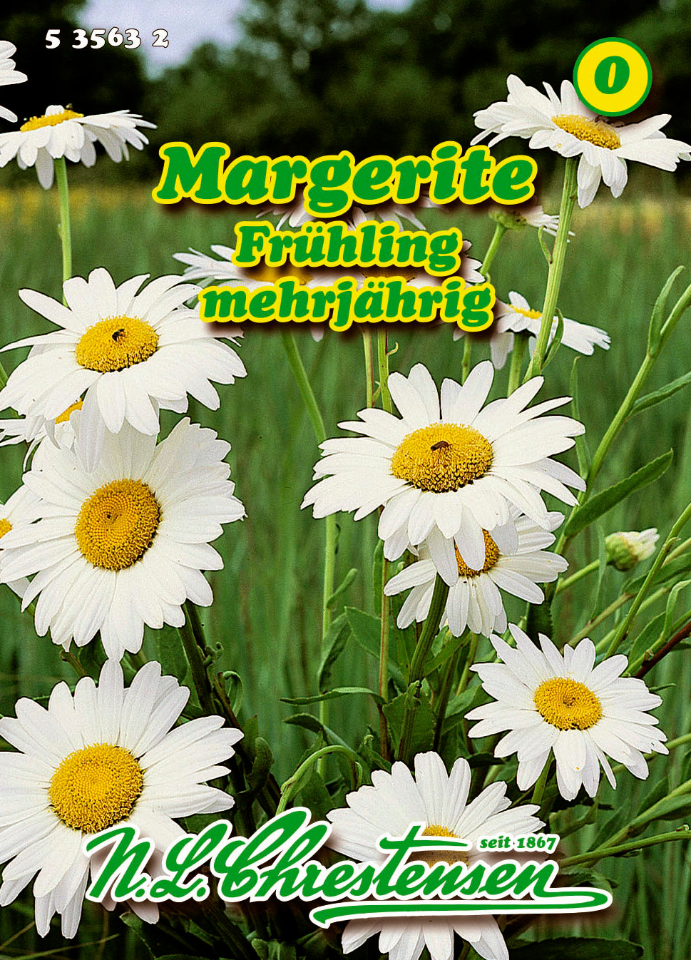 Margerite Frühling