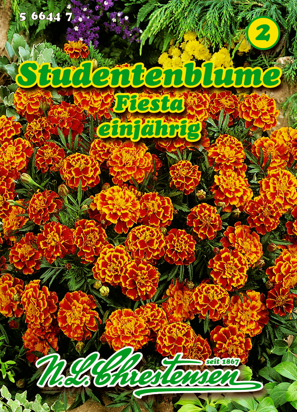 Studentenblume Fiesta