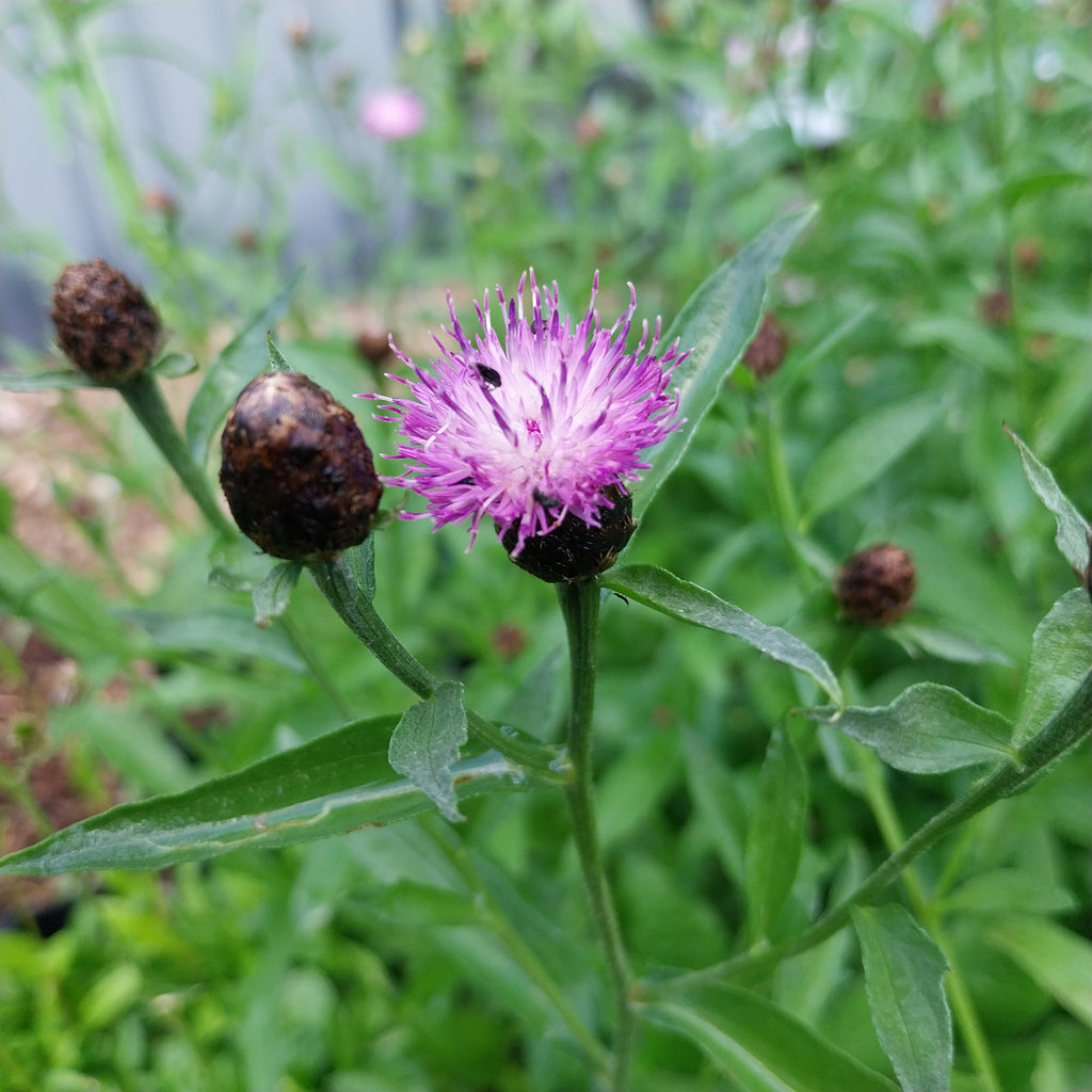 Schwarze Flockenblume