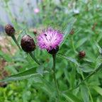Schwarze Flockenblume