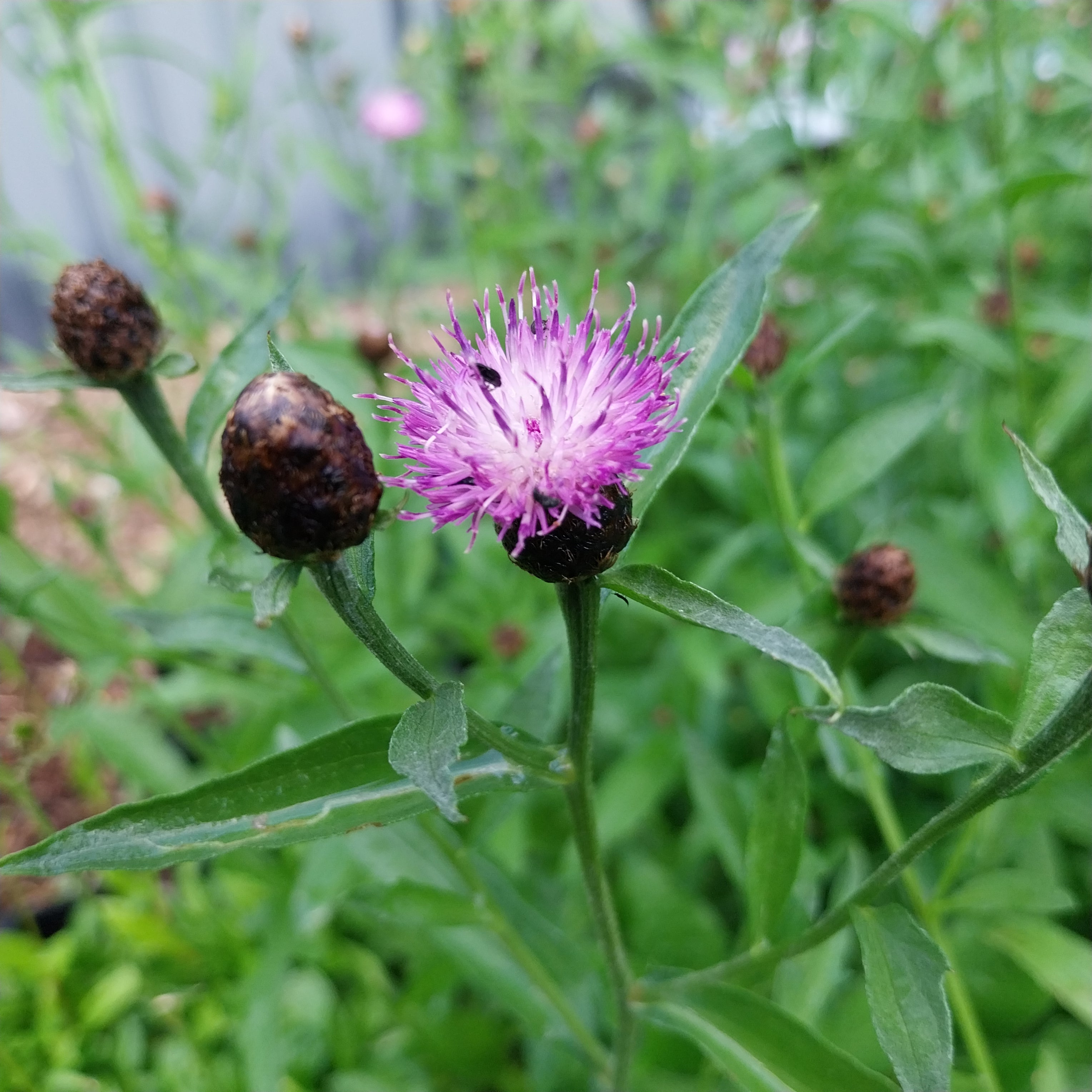 Schwarze Flockenblume