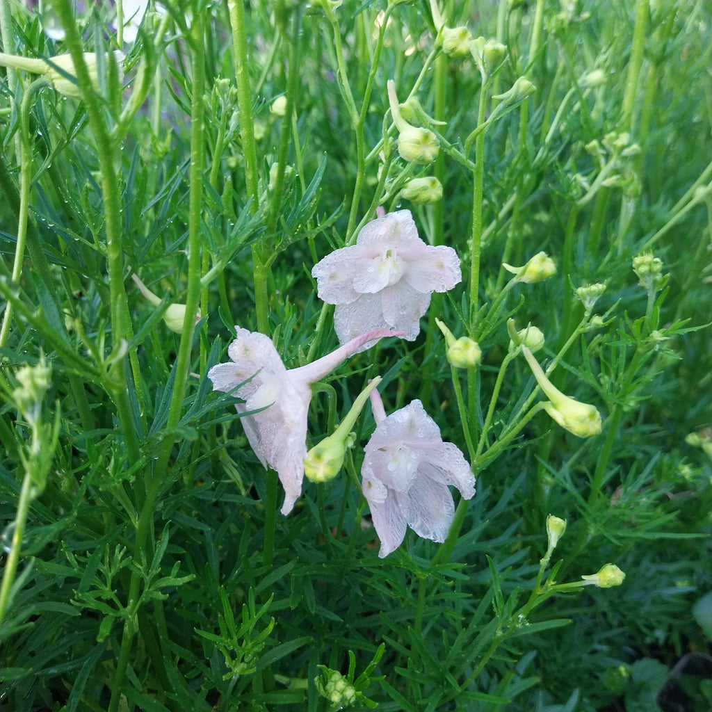 Delphinium grandiflorum f. compactum 'Rose Butterfly'