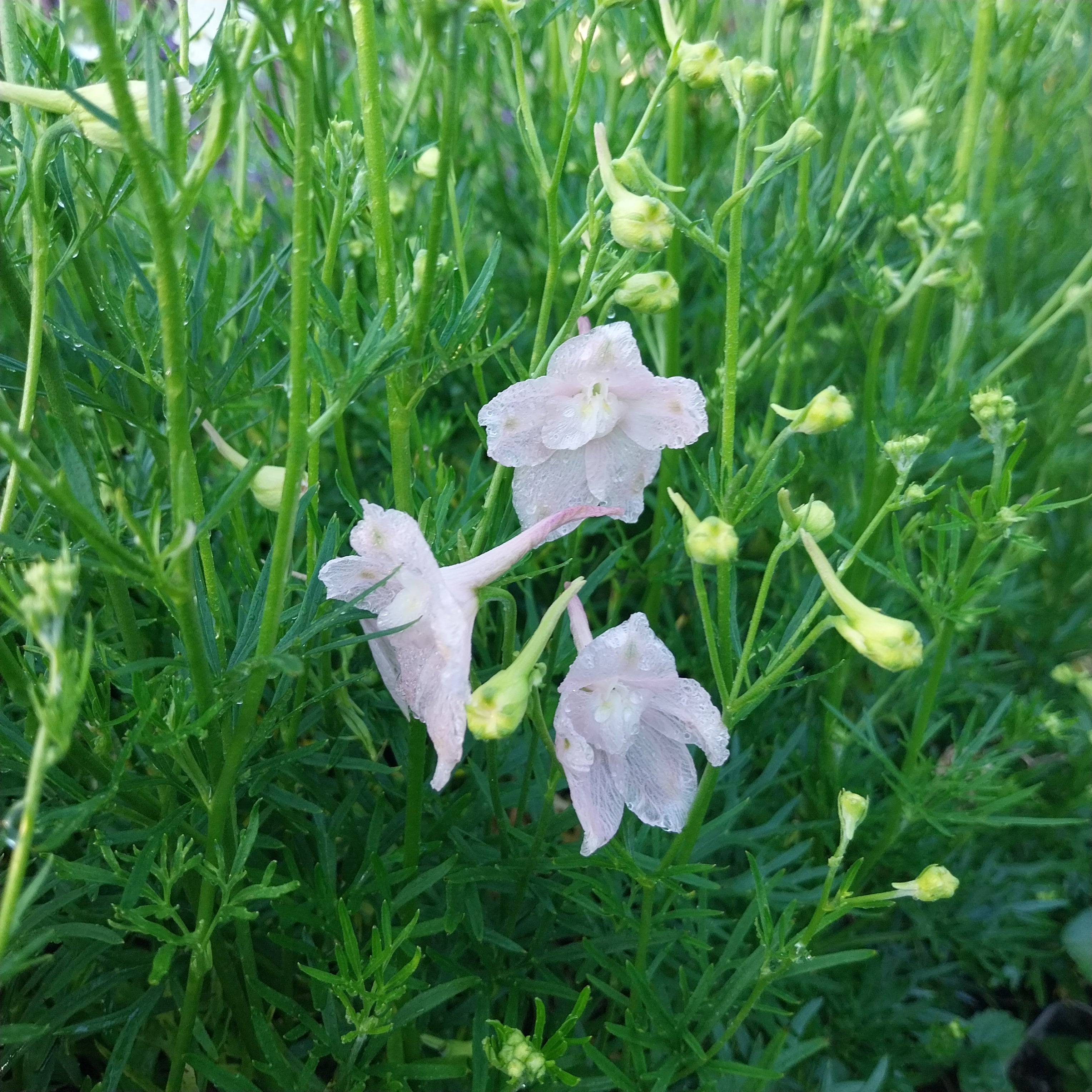 Delphinium grandiflorum f. compactum 'Rose Butterfly'
