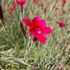 Dianthus deltoides ‚Brillant‘