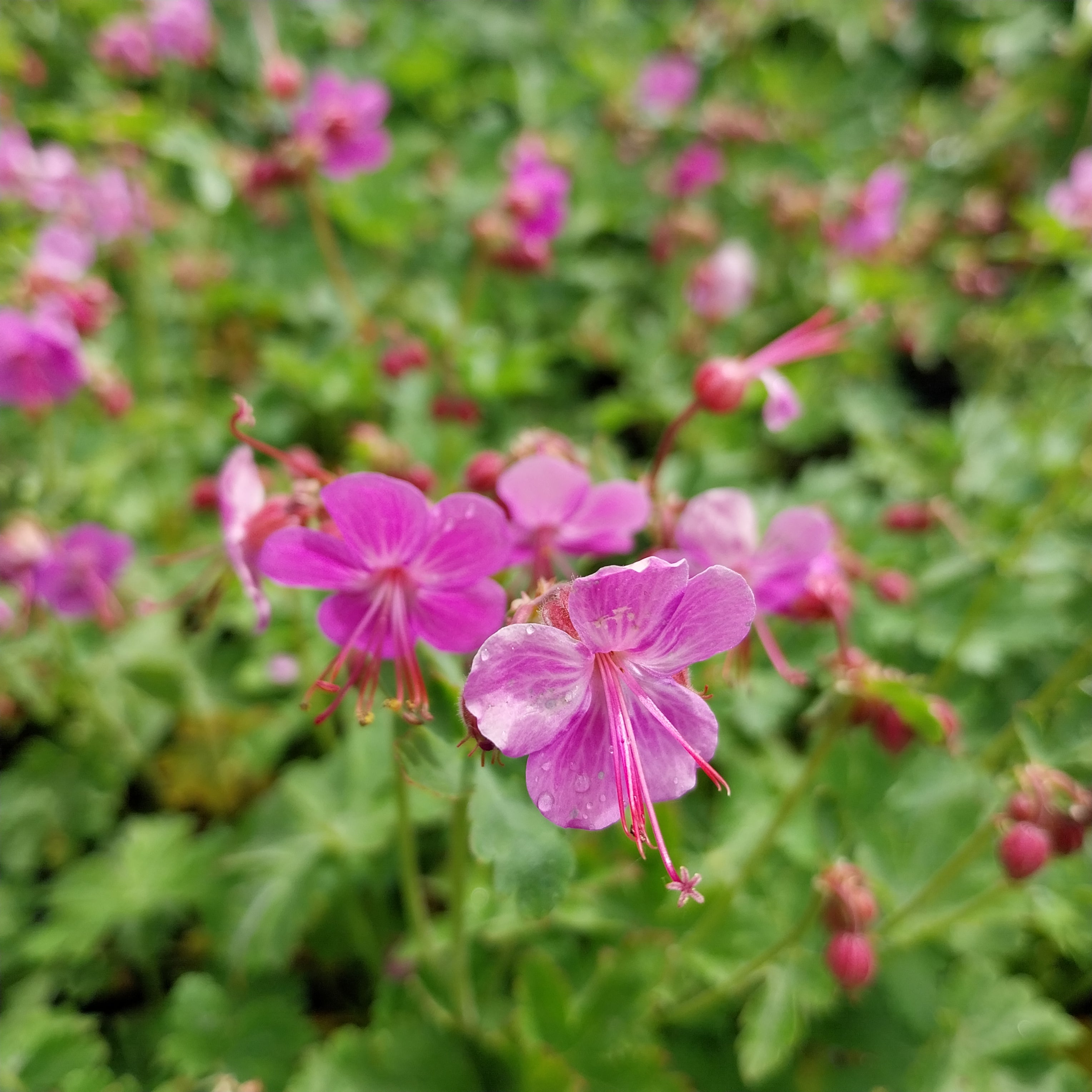 Geranium macrorrhizum