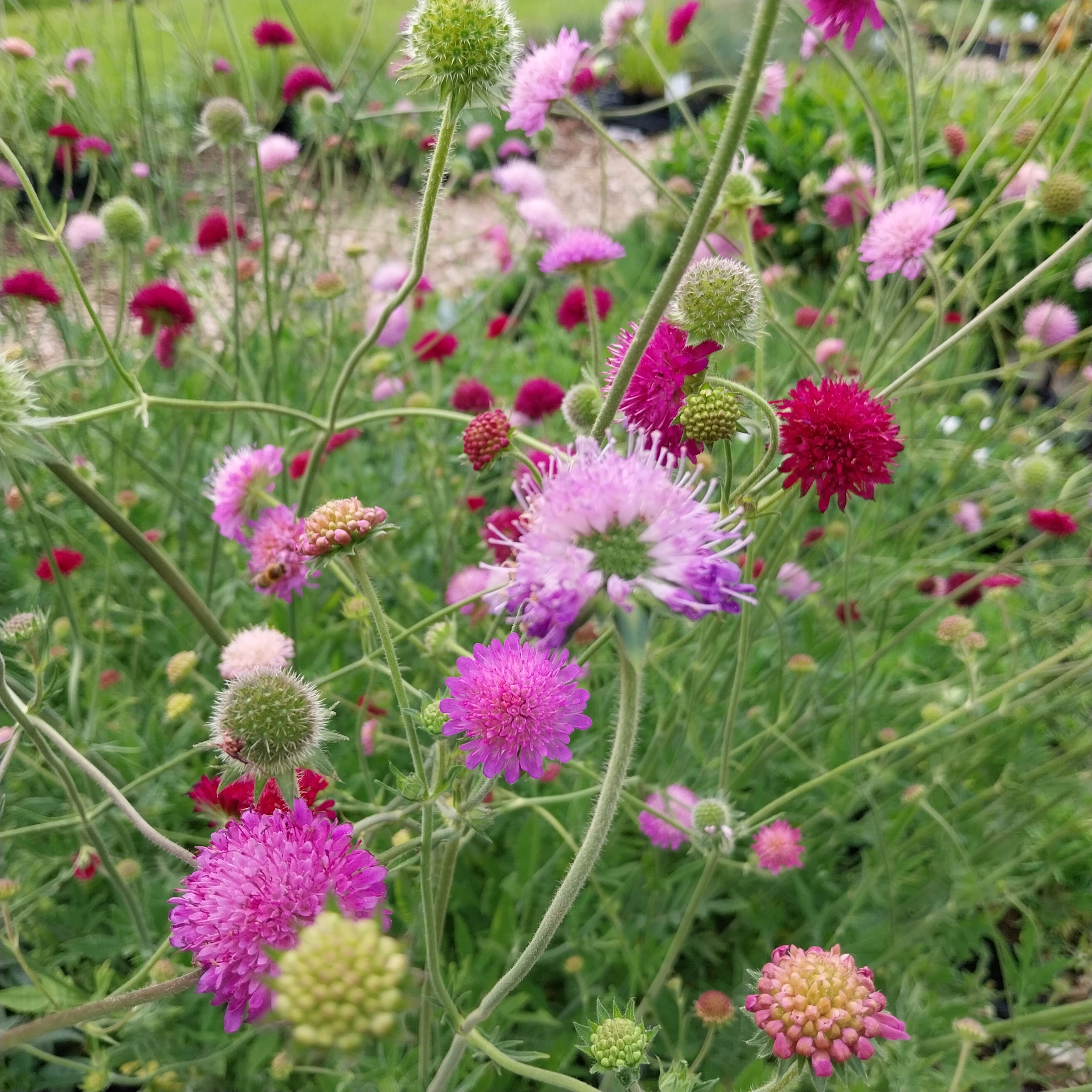 Knautia macedonica ‚Melton Pastels‘