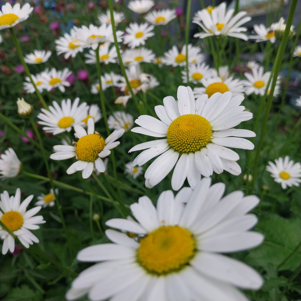 Leucanthemum ircutianum