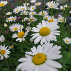 Leucanthemum ircutianum