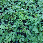 Potentilla argentea Silber-Fingerkraut