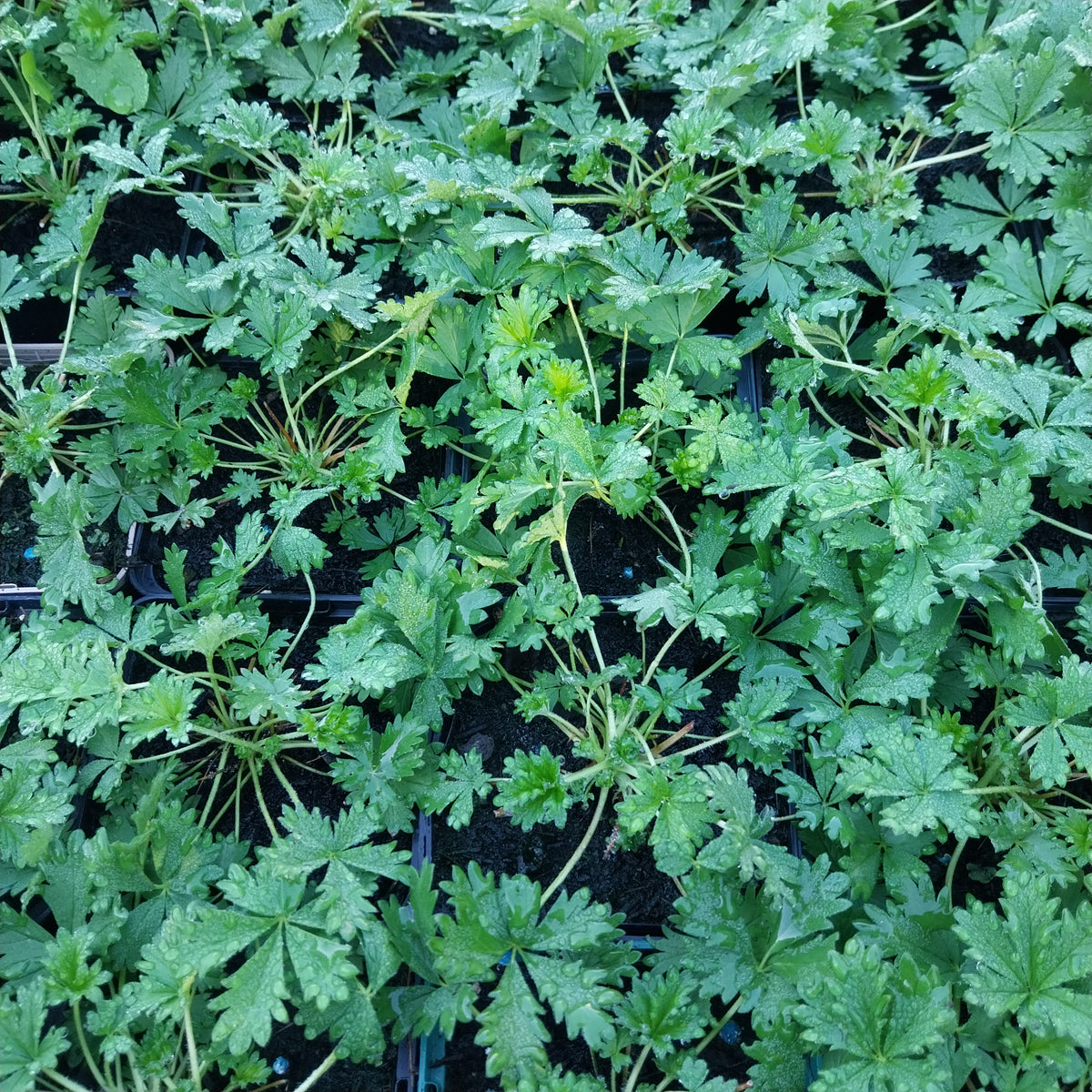 Potentilla argentea Silber-Fingerkraut