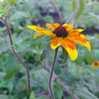 Rudbeckia triloba 'Prairie Glow' Dreilappiger Sonnenhut