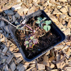 Aquilegia vulgaris Gewöhnliche Akelei