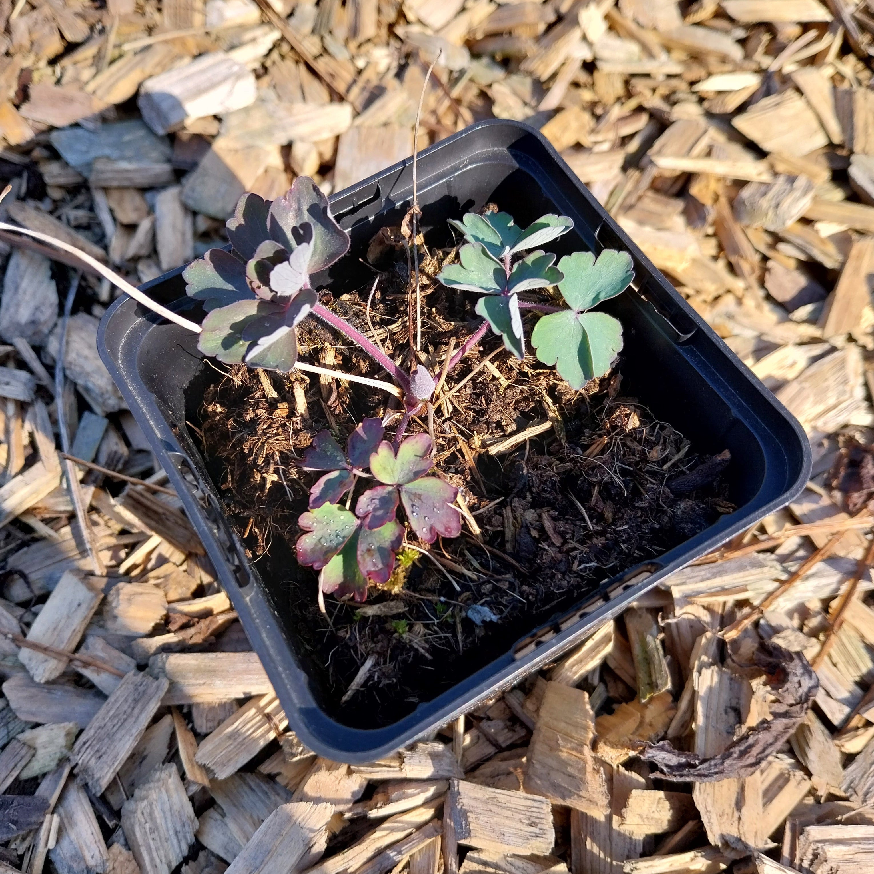 Aquilegia vulgaris Gewöhnliche Akelei