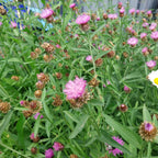 Centaurea nigra