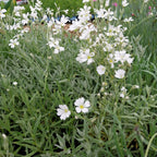 Cerastium tomentosum 'Silberteppich'
