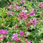 Geranium macrorrhizum