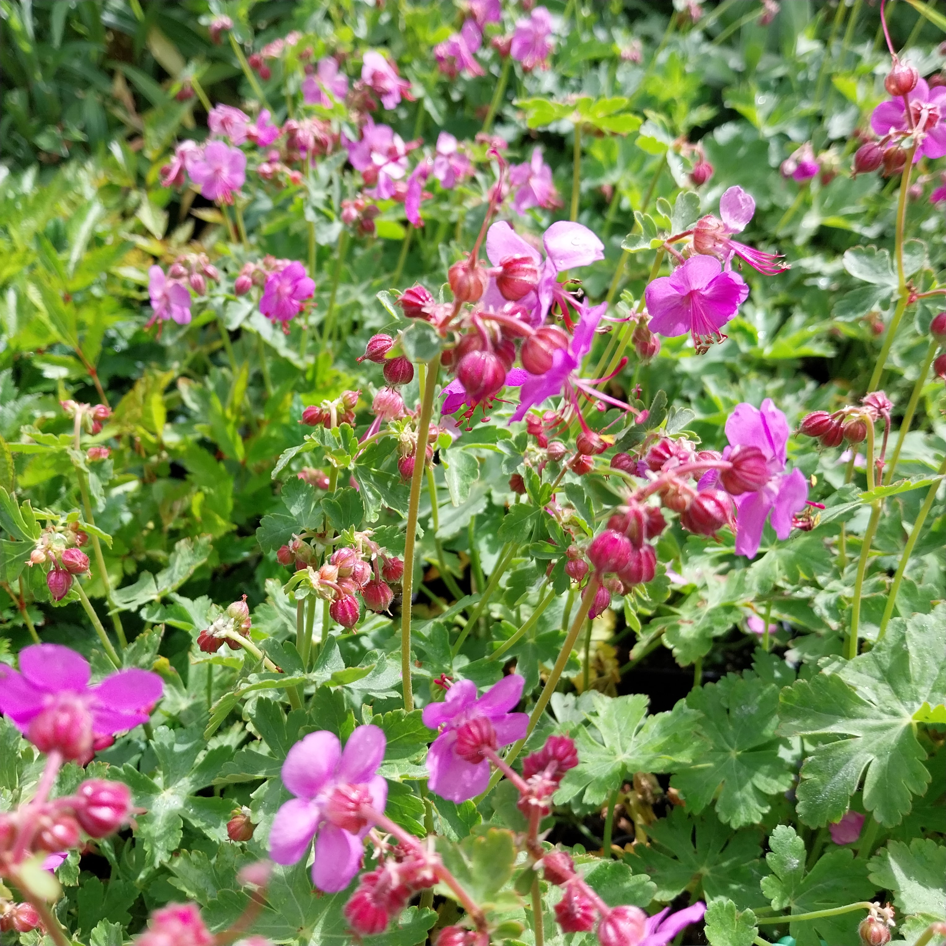 Geranium macrorrhizum