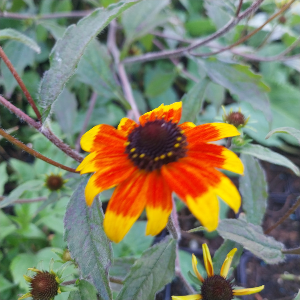 Rudbeckia triloba 'Prairie Glow' Dreilappiger Sonnenhut