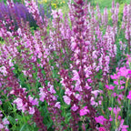 Salvia nemorosa ‚Rosakönigin‘