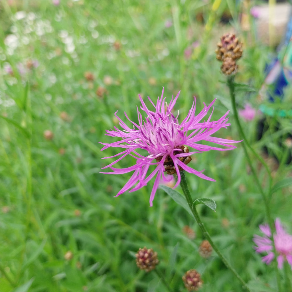 Wiesen-Flockenblume
