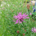 Wiesen-Flockenblume