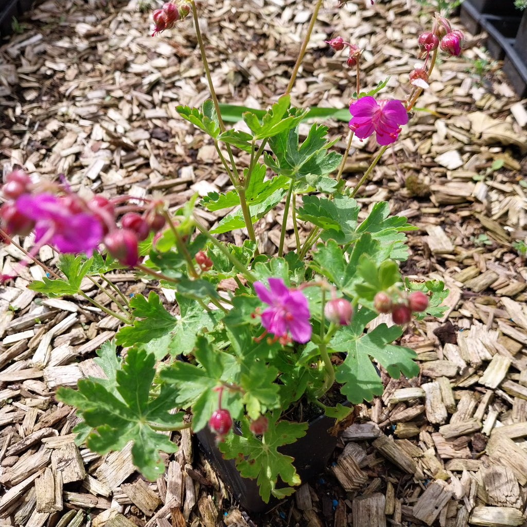 Geranium macrorrhizum