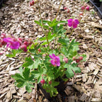 Geranium macrorrhizum