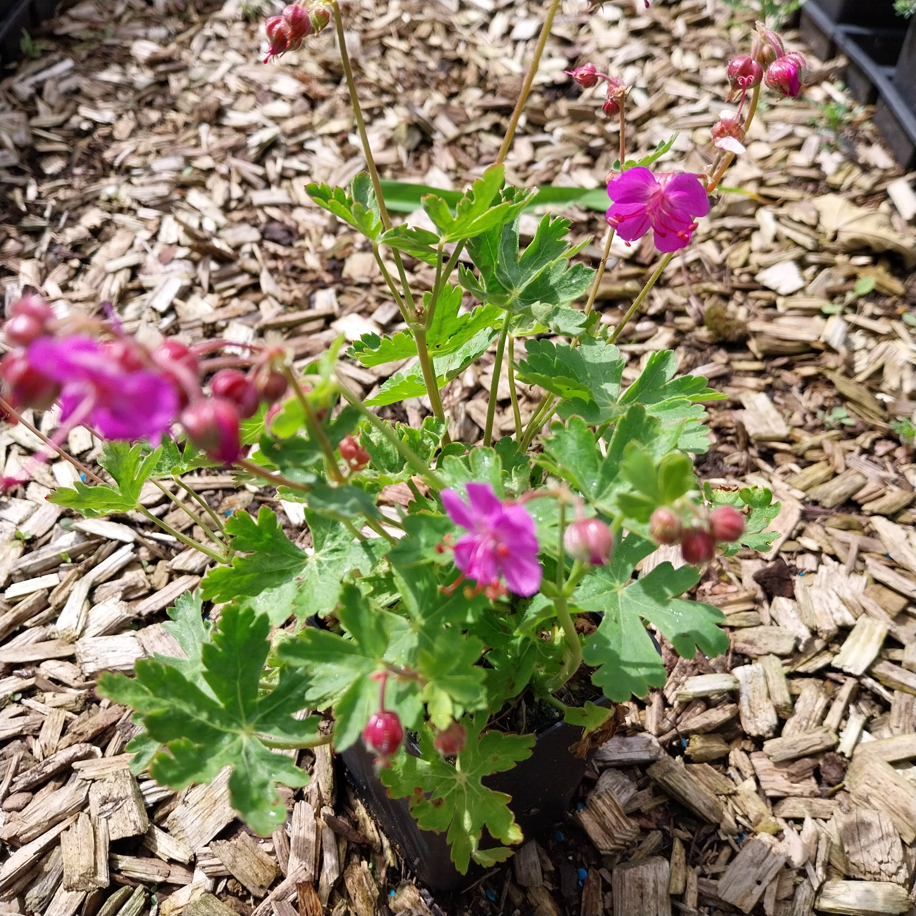 Geranium macrorrhizum