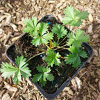 Potentilla argentea Silber-Fingerkraut