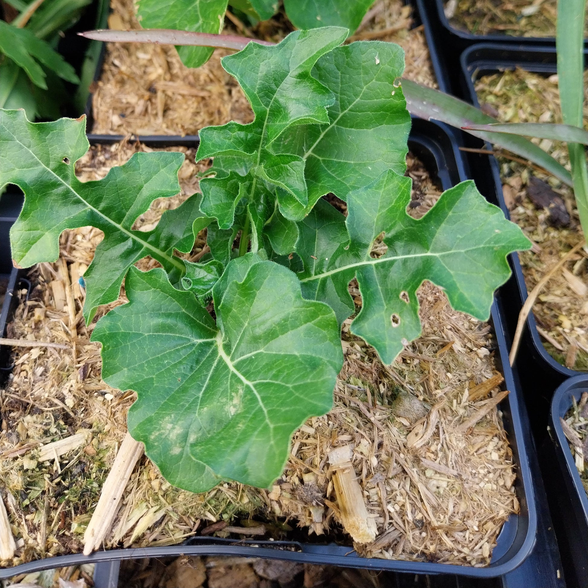Acanthus mollis Weiche Bärentatze