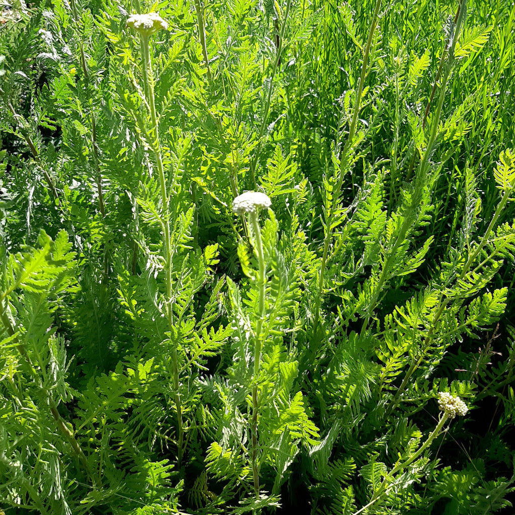 Achillea filipendulina 'Parker' Hohe-Gold-Garbe