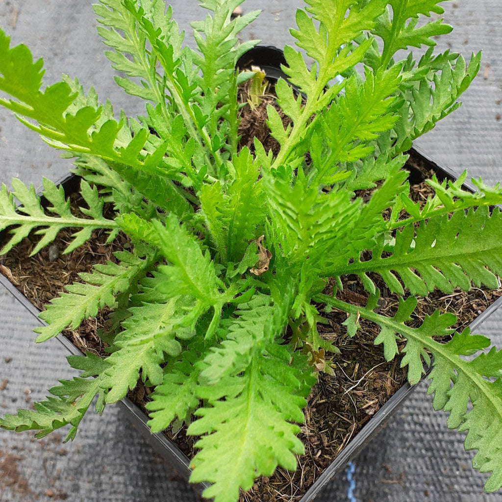Achillea filipendulina 'Parker' Hohe-Gold-Garbe im Topf 