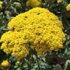 Achillea filipendulina 'Parker' Hohe-Gold-Garbe