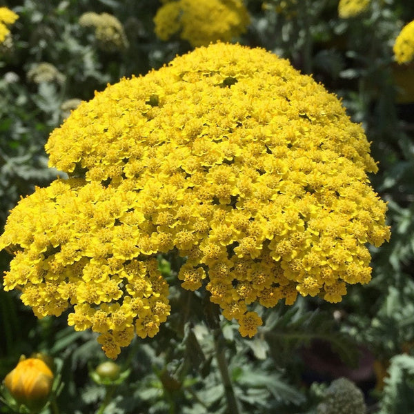 Achillea filipendulina 'Parker' Hohe-Gold-Garbe