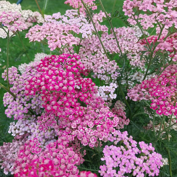 Achillea millefolium ‚Cerise Queen‘ in Blüte 