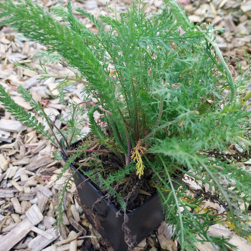 Achillea millefolium ‚Cerise Queen‘ im Topf
