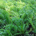 Achillea millefolium ‚Cerise Queen‘ ohne Blüte
