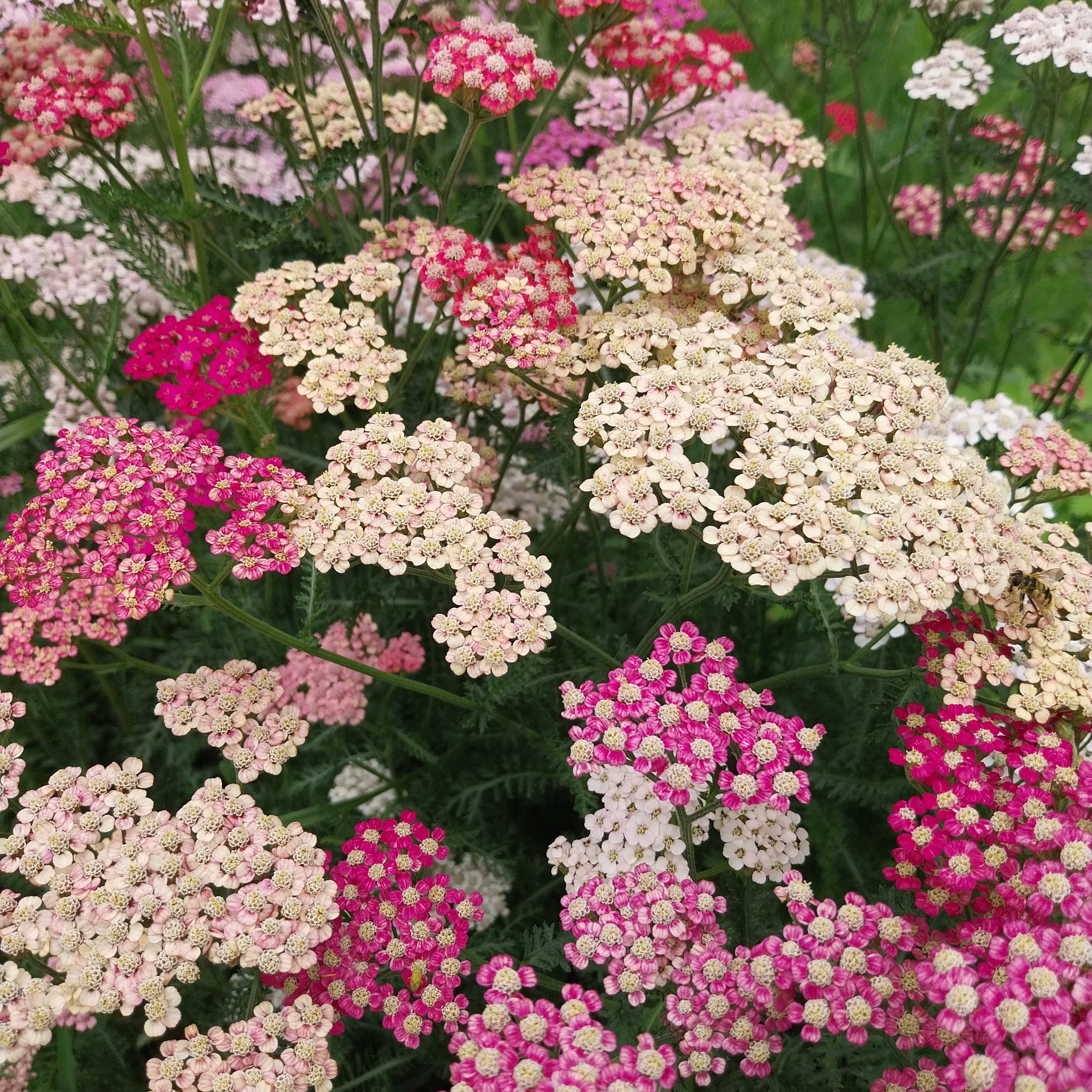 Achillea millefolium ‚Summer Pastels‘ in Blüte