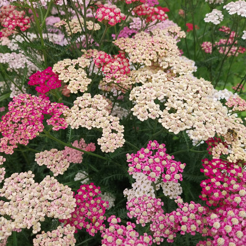 Achillea millefolium ‚Summer Pastels‘ in Blüte