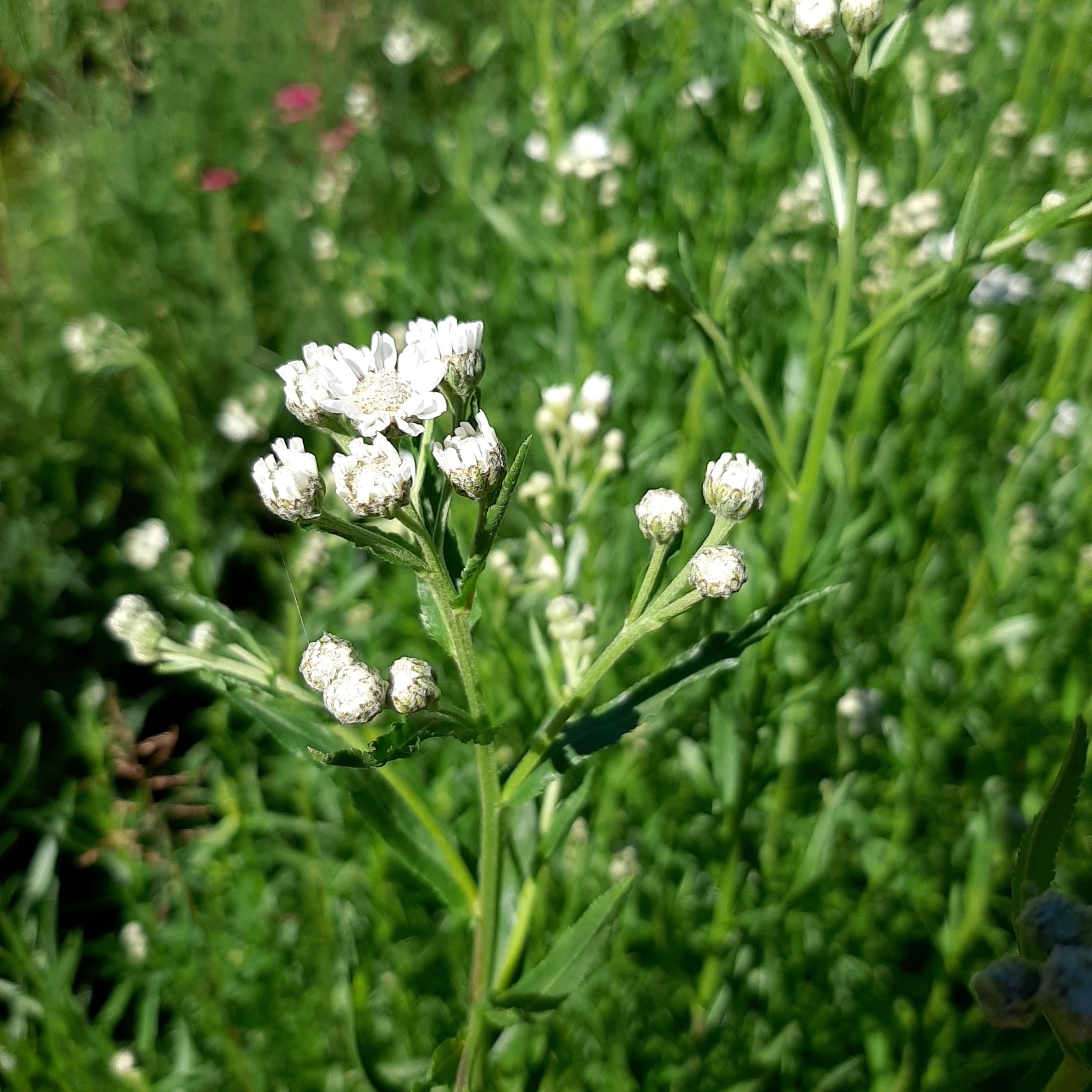 Achillea ptarmica ‚The Pearl‘ Blüte 