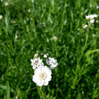 Achillea ptarmica ‚The Pearl‘ Blüte Groß