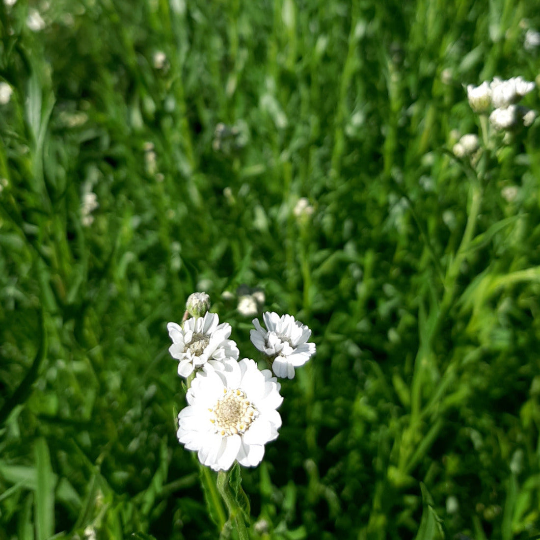 Achillea ptarmica ‚The Pearl‘ Blüte Groß