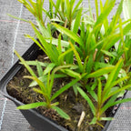 Achillea ptarmica ‚The Pearl‘ im Topf