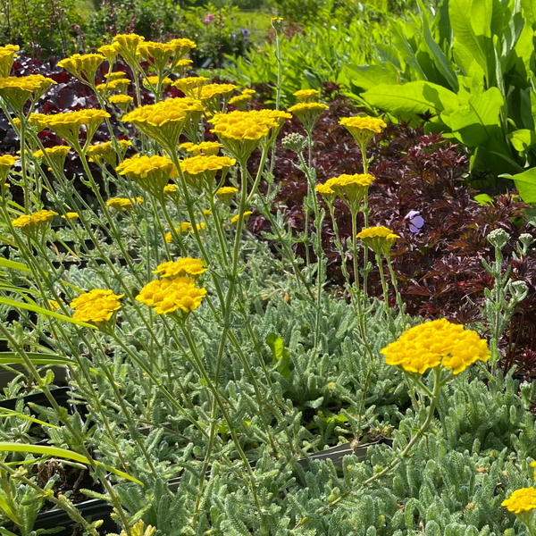 Achillea tomentosa ‚Aurea‘ – Garten-Teppich-Garbe in Blüte