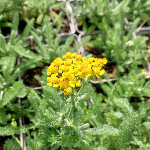 Achillea tomentosa ‚Aurea‘ – Garten-Teppich-Garbe Blüte