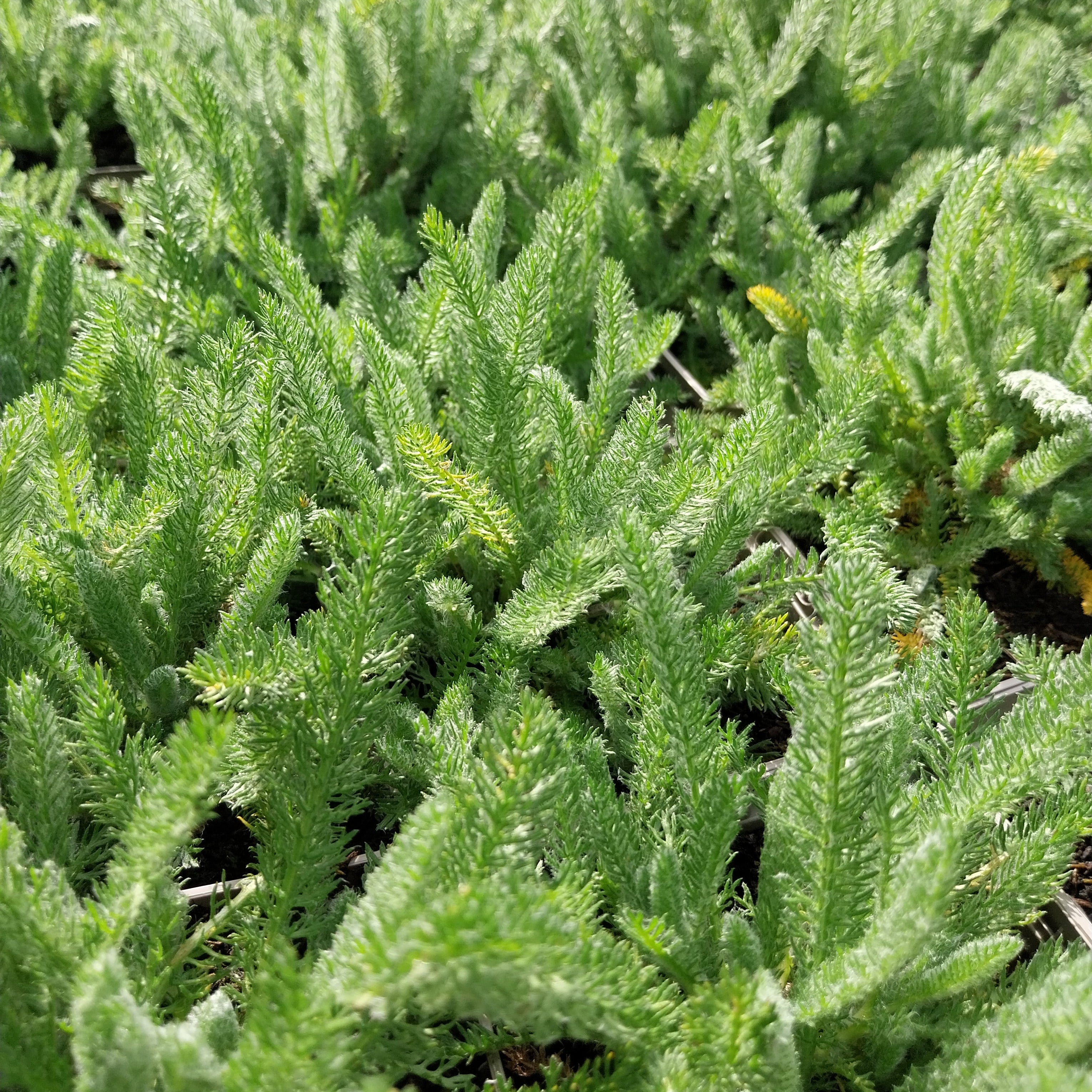 Achillea tomentosa ‚Aurea‘ – Garten-Teppich-Garbe Laub 